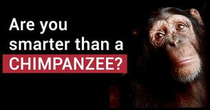 This Animal Quiz Will Determine If Your IQ Is Higher Than A Chimpanzee