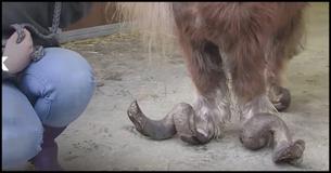 You'll Be Heartbroken When You See The Condition This Pony Was Found In
