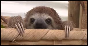 Were You Ever Curious To Know What A Baby Sloth Sounds Like? Get Ready To Squeal With Joy 
