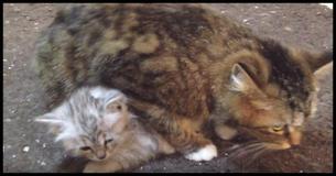 Cat Mom Shelters Her Precious Little Kitten, But Watch What She Does Next… CUTEST EVER  