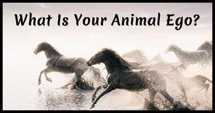 These 7 Questions Will Reveal Your Animal Ego