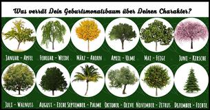 Was verrät Dein Geburtsmonatsbaum über Deinen Charakter?