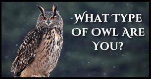 What Type Of Owl Are You?