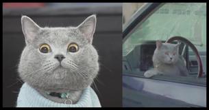 Video Of A Cat Accidentally Catching A Thief Becomes Viral In Just Few Hours