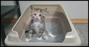 The Ultimate Guide To Kitty Potty Training. We Guarantee You'll Be Laughing 