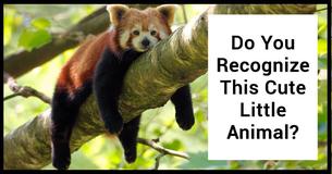 Name Over 20 Endangered Species And Your IQ Is In The 99th Percentile