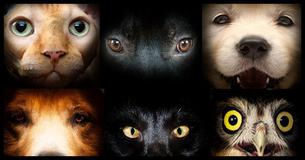 Based On Your Personality What Animal Would You Be?
