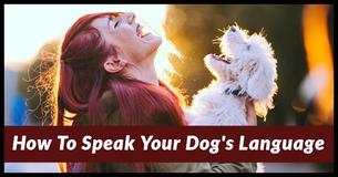 Speak Your Dog's Language With These Simple Gestures