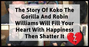 The Story Of Koko The Gorilla And Robin Williams Will Fill Your Heart With Happiness Then Shatter it