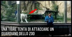 Una tigre bianca insegue e da la caccia ad un ignaro guardiano dello zoo