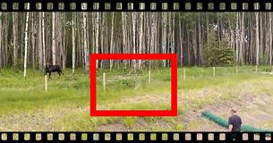 Man Recuses Moose Calf Stuck In Fence Mother Moose Is Not Too Happy  About It