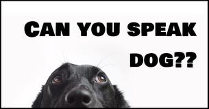 How Well Do You Understand Dog Body Language?