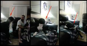 This Great Dane Threw The Biggest Tantrum When His Sibling Got Some Affection