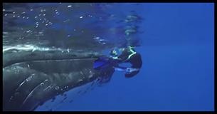 Stunning Footage Shows Whale Protecting A Diver From A Shark Which She Didn't See Coming 