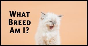 Which Cat Breed Are You?