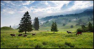4: 97% Of People Can Find The Horse In This Picture In Less Than 5 Seconds. Can You?