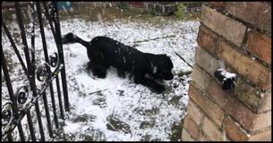 Dog Has Never Seen Snow. Footage Is One Of Its Kind Because The Reaction Is Lighting Up The Internet