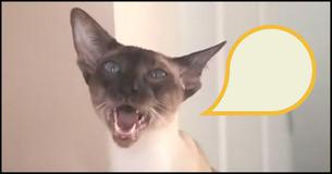 Man Films His Cat And The Sound It Makes Is Unbelievable
