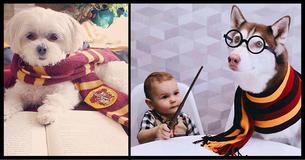 Choose Some Puppies And We'll Sort You Into Your Hogwarts House