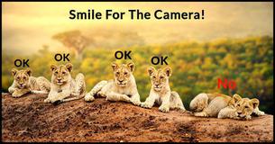 What Animal Pack Is Your Family Most Like?