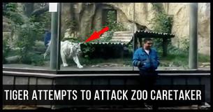 White Tiger Stalks And Hunts Unsuspecting Zoo Caretaker