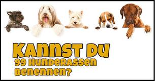 Kannst du 99 Hunderassen beim Namen nennen?