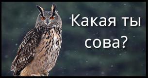 Какая ты сова?