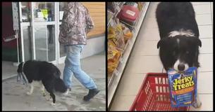 Dog Chooses His Own Treats At The Supermarket, His Next Move Has Everyone Cracking Up