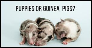 Can You Identify The Tiny New Born Animal?
