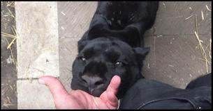 Panther Shows Thanks To Its Rescuer By Biting His Finger