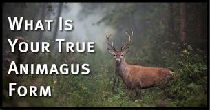 These 6 Questions Reveal Your True Animagus Form