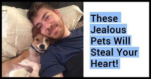 15+ Pets That Will Make You Laugh At How They Shamelessly Stole Their Owner's Partner