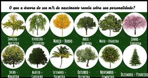 O que a árvore do seu mês de nascimento revela sobre sua personalidade?
