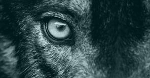 ¿Sabes cuál es tu Animal Guardián?