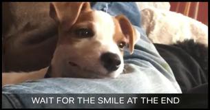 This Smiling Puppy Is Bound To Make Your Day Better