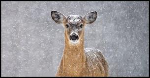 Which Christmas Spirit Animal Are You?