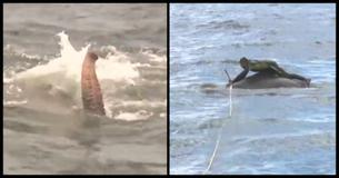 Navy Is Confused To See Strange Creature In Water. They Get Closer Look, And All Jump Out