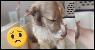 Woman Films Sweet Moment Rescue Dog Learns To Trust Human Touch