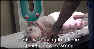 Pitbull Rescued With Brand New Pups And What Happens Next Is Astounding