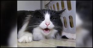 Talking Kitty Cat Explains The Worst Date Ever 