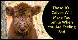 These 10+ Highland Cattle Calves Will Make You Smile If You Ever Feel Sad