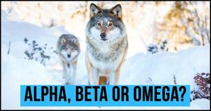 What Rank in a Wolf Pack Would You Be?