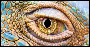 Quel type de Dragon est-tu?