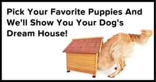 Pick Your Favorite Puppies And We'll Show You Your Dog's Dream House 