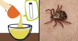 Como eliminar pulgas e carrapatos do seu animal de estimação com bicarbonato de sódio
