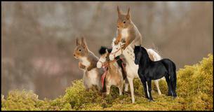 97% Of People Can Find The Horse In This Picture In Less Than 5 Seconds: Camouflage Critters 5 