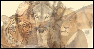 What Do You See First? That Animal Tells Your Personality 