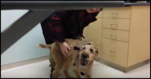 Over 14 Million People Have Fallen In Love With This Dog After Record-Breaking Surgery To Restore His Vision.