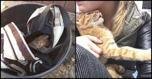Cat Discovered In Backpack Can't Stop Loving On His Rescuers After They Saved Him from Near Death 