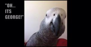 The Hilarious Moment When Parrot Recognizes Himself In Smart Phone